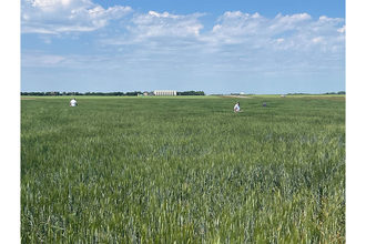 Scouts in wheat field on sunny day. 