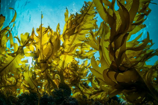 A pile of seaweed in the ocean. 