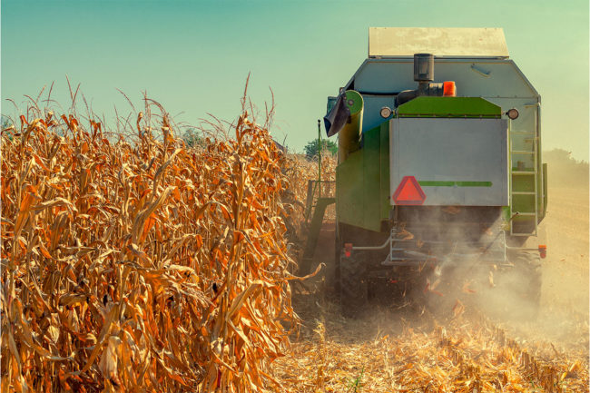 Farming machine plows through field of corn. 
