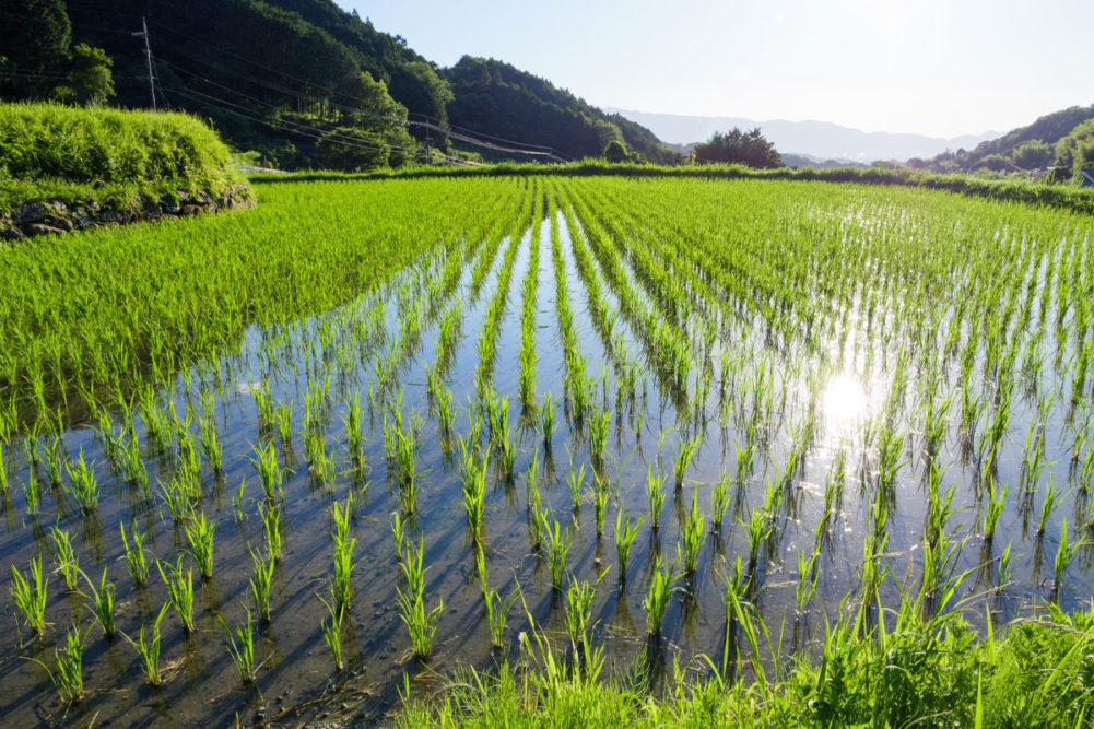 Japanese rice field on sunny morning. 