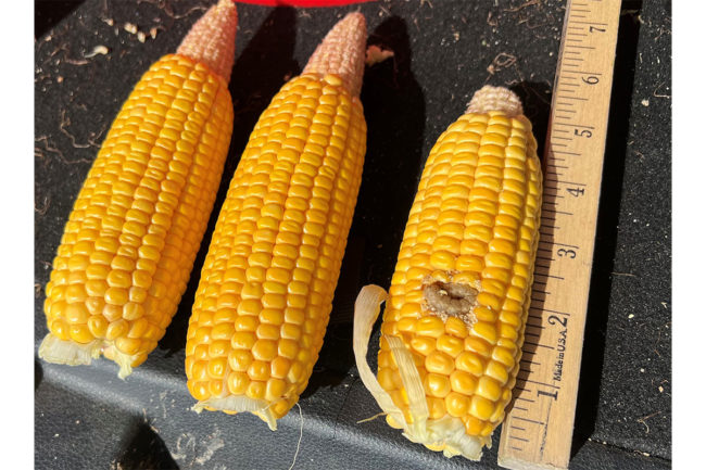 3 ears of corn in South Dakota. 