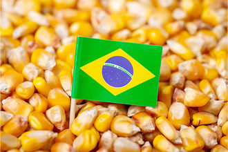 Brazil Flag in pile of corn. 