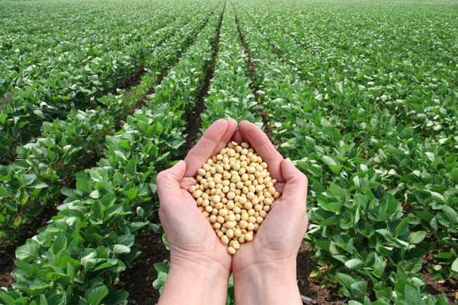 A hand holding soybean in field. 