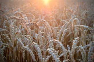 Field of wheat at sunrise.