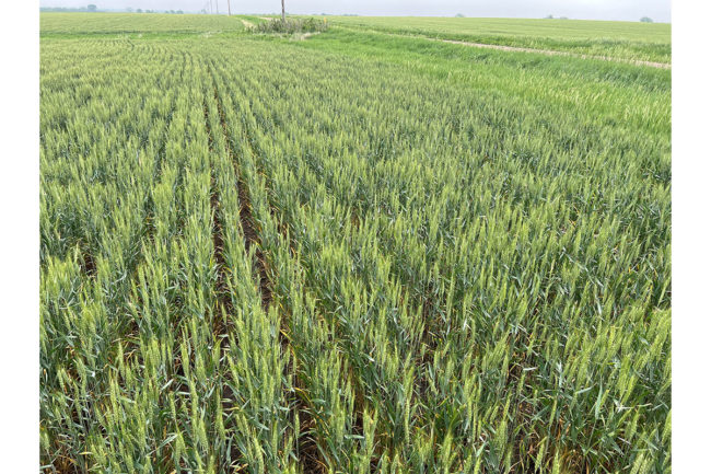 Field of wheat. 