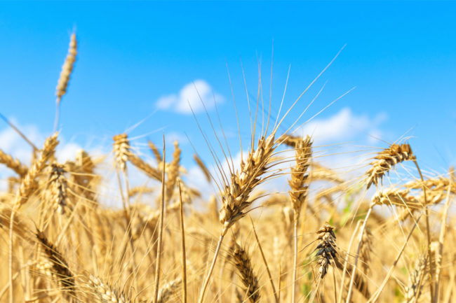 Durum wheat field on sunny day. 