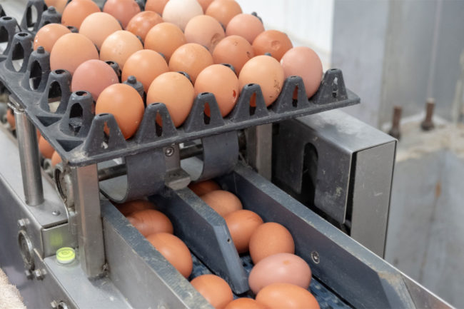 Eggs on conveyor belt. 