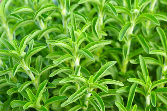 Stevia plant.