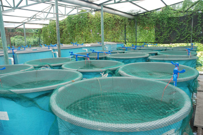 Corbion Aquaculture.
