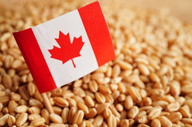 Miniature Candian flag in pile of wheat. 