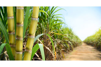Sugar cane field. 