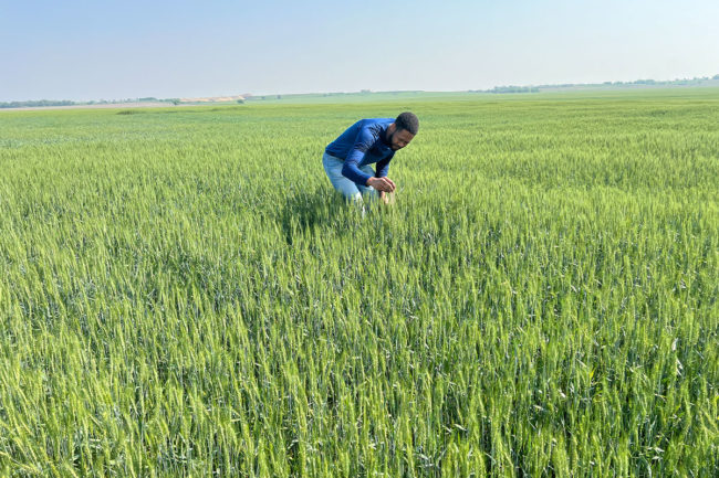 Richard Rycraw examining a wheat field.