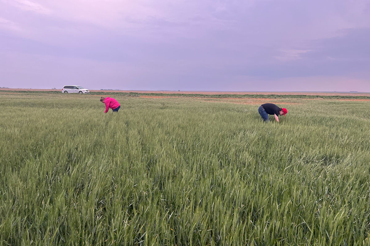 Shayna Degroot with Kansas Wheat and Luke Muller with US Wheat Associates measure a field near Hanston, Kan., on Day 2 of the tour. 