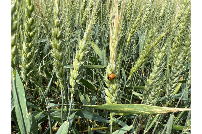 A ladybug rests on a wheat crop on day 3 of the Hard Wheat Winter Tour.