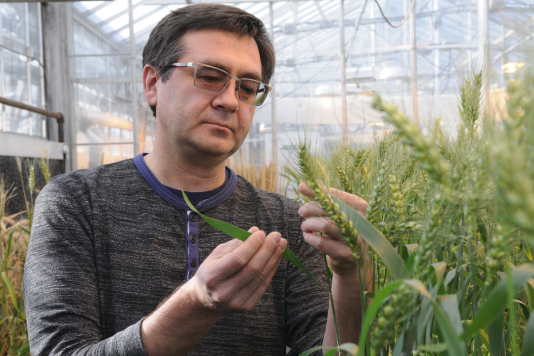 Kansas State University wheat geneticist and pathologist Eduard Akhunov