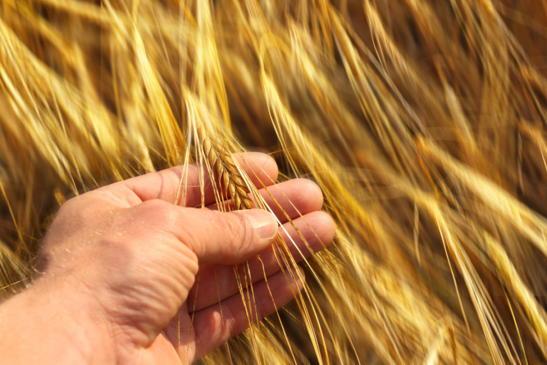 Analyzing wheat