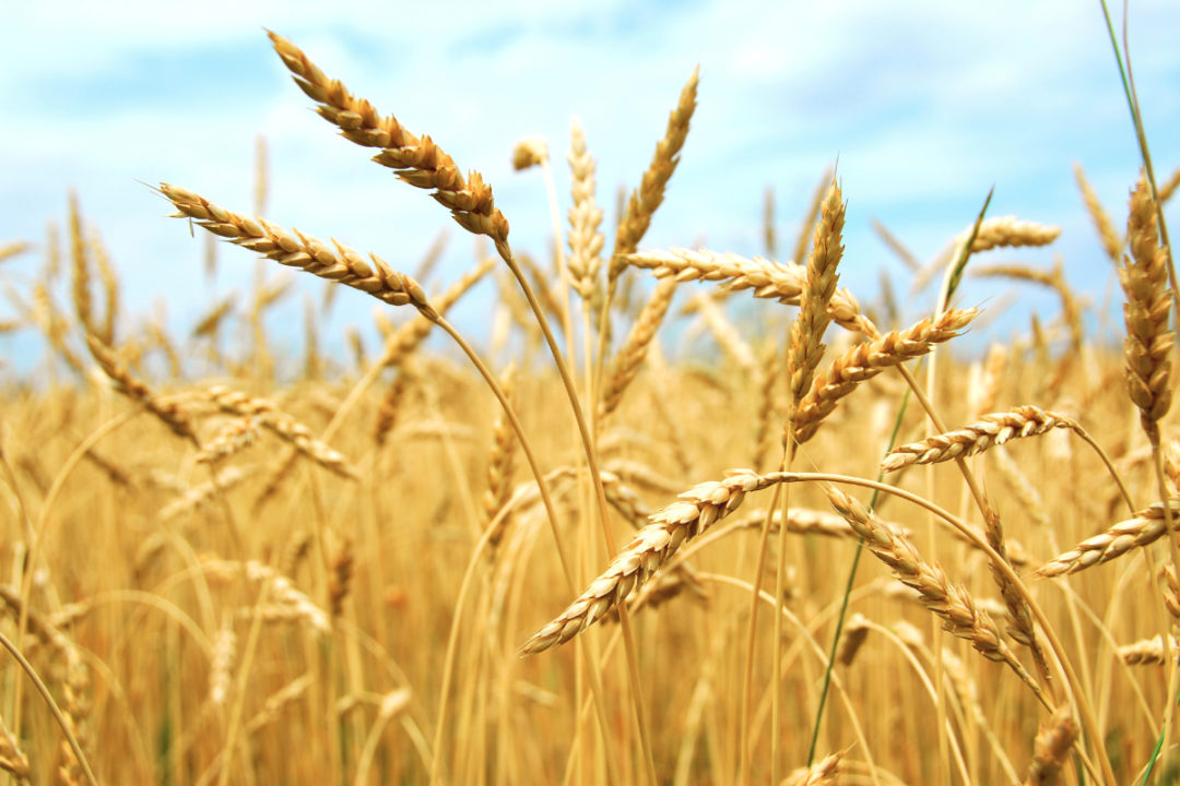 Wheat field in Russia