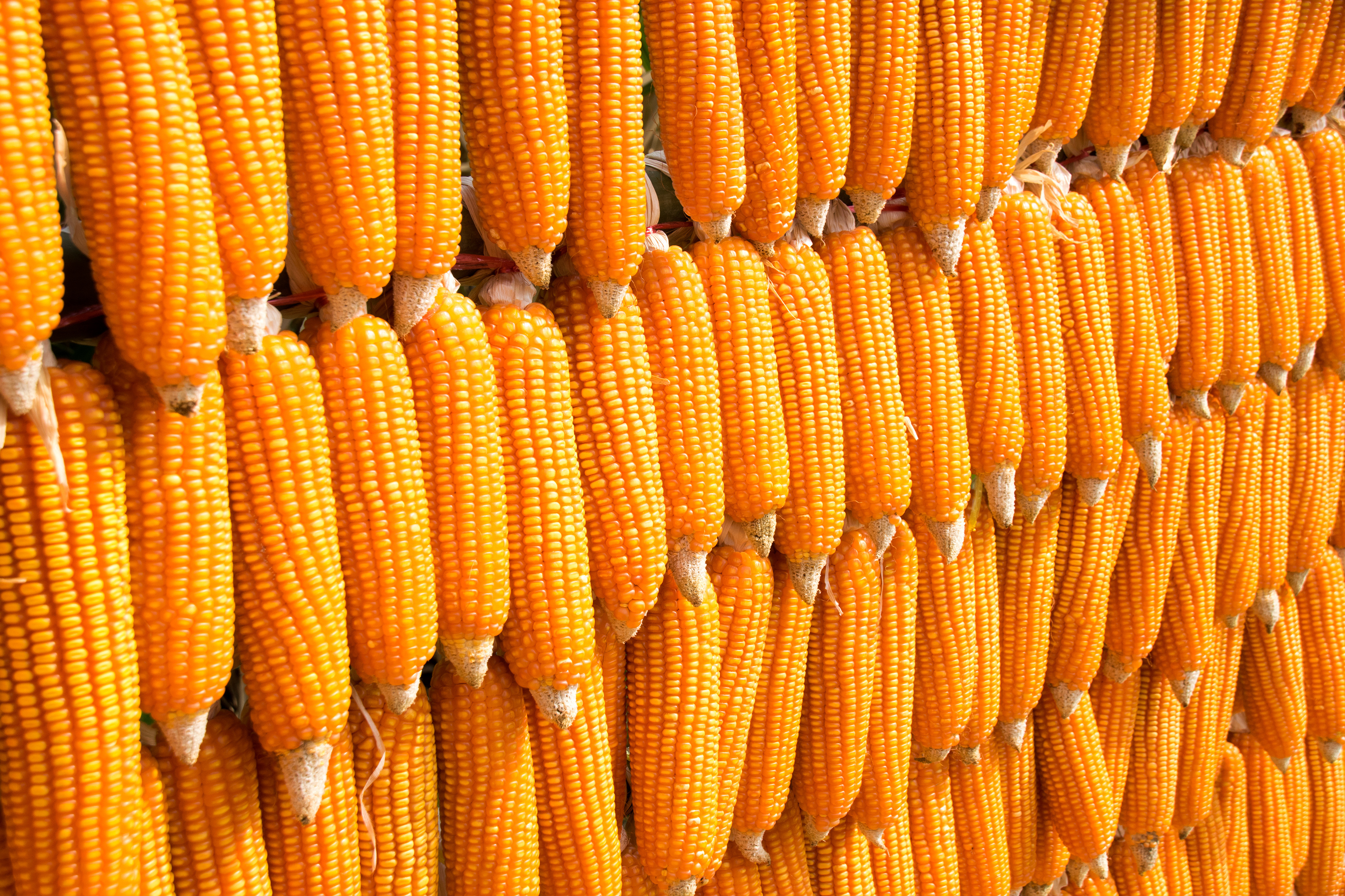 Corn origins