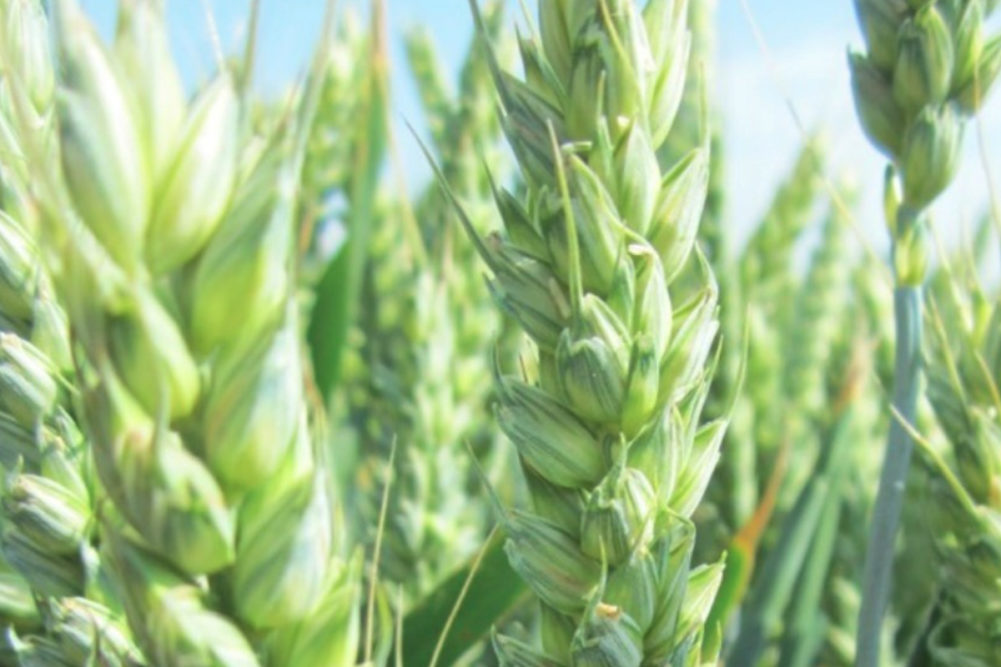 Syngenta hybrid wheat