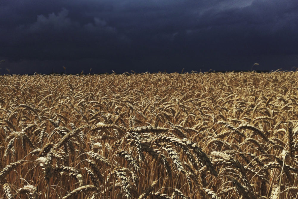 Rain storm over wheat field