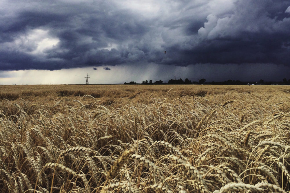 Rainstorm over wheat field