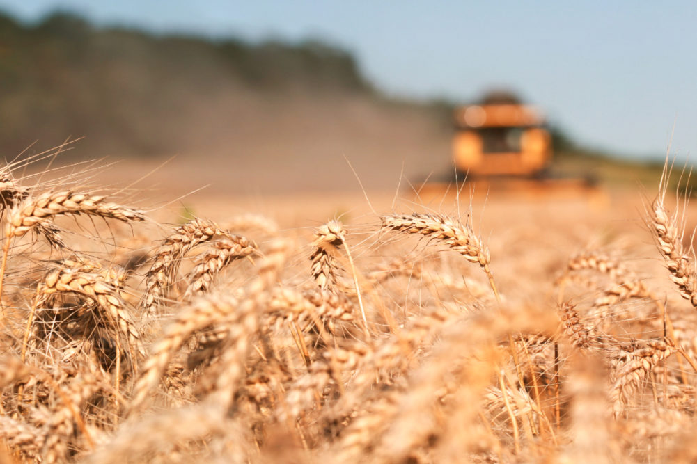 Dry wheat harvest