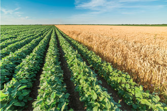 Soybeanwheatfield lead