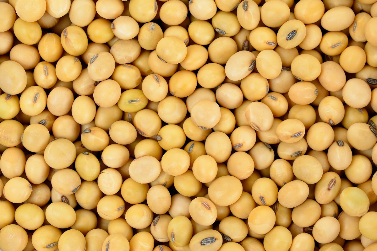 Soybeans.jpg
