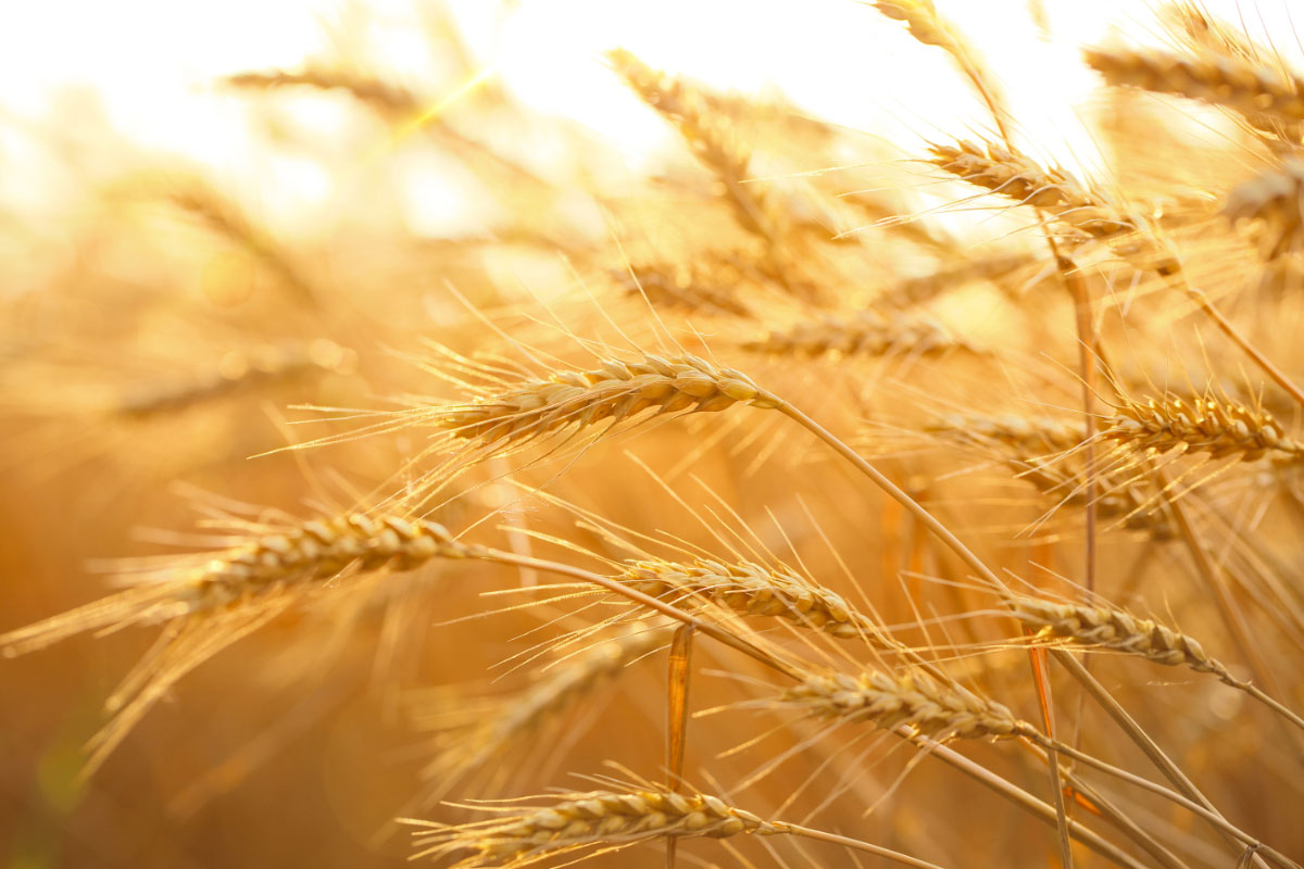 Wheat.jpg
